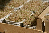 Several punnets of white currants in a crate