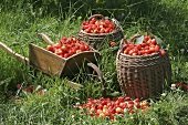 Wheelbarrow and baskets full of freshly picked cherries
