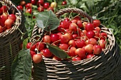 Baskets full of cherries