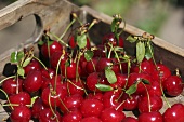 Freshly picked cherries on tray