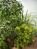 Various potted herbs and plants