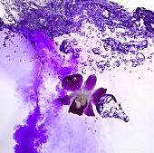 Vritz World (a purple drink made with violet)