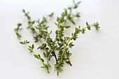 Thyme (close-up)