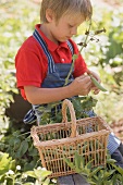 Little boy picking peas