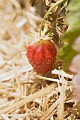 Fresh strawberry on the plant in a strawberry field