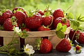 Körbchen mit frisch gepflückten Erdbeeren