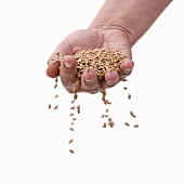 Grains of wheat trickling between the fingers of someone's hand