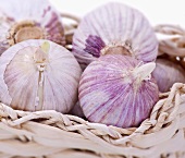 Sprouting garlic bulbs in a basket