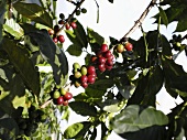 Coffee cherries on the bush