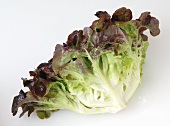 An oak leaf lettuce