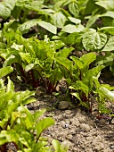 Beetroot growing in a vegetable bed