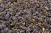 Pinot Noir Trauben nach der Weinlese