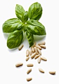 Basil and pine nuts