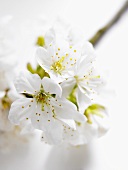 Cherry blossom branch (close-up)