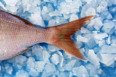 Tail fin of a common pandora on ice