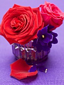 Red roses and African violets in vase