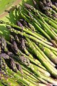 Freshly harvested green asparagus (Suffolk, England)