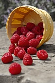Raspberries in an upset woodchip basket
