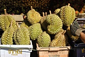 Durian in crates