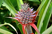 Pineapple growing on the plant