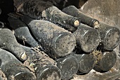 Old wine bottles with dust and cobwebs in wine cellar