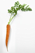 A carrot with leaves