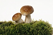 Two ceps on a bed of moss