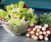 Mixed salad leaves in colander and a bunch of radishes