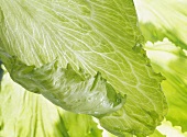 Lettuce leaves