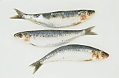 Three sardines