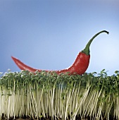 A red chilli lying on a bed of cress