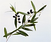 Oliven am Zweig