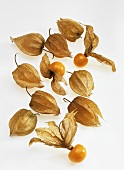 Physalis against a white background