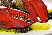Lobster, caviar and oysters on plate (close-up)