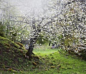 Blooming cherry trees in Sweden