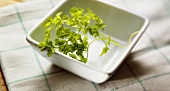 Chervil in white dish