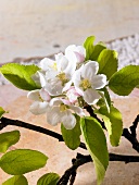 Apple blossom on branch