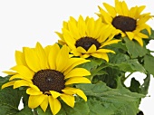 Three sunflowers