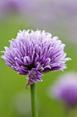 Chive flower (outdoors)