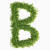 The letter B in cress