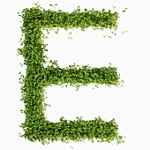 The letter E in cress