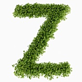 The letter Z in cress