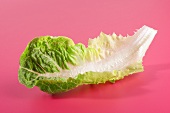 A romaine lettuce leaf