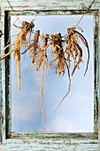 Dandelion roots hanging up to dry by window