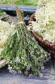Drying thyme and elderflowers