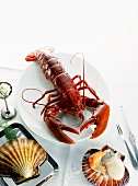 Breton lobster and scallops