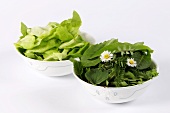 Salatblätter und Wildgemüse (Löwenzahn, Sauerampfer, Schafgarbe, Wiesenknopf)
