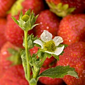 Strawberry blossom in front of strawberries