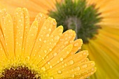 Gelbe Gerbera mit Wassertropfen (Close Up)