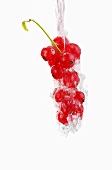 Redcurrants in a jet of water